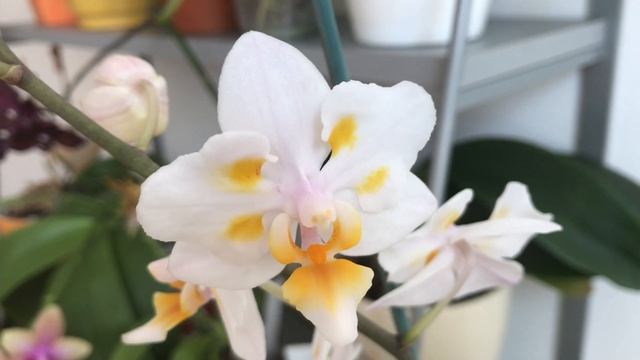 ? Орхидея НЕ Сакура фаленопсис Pünktchen ? смотреть онлайн