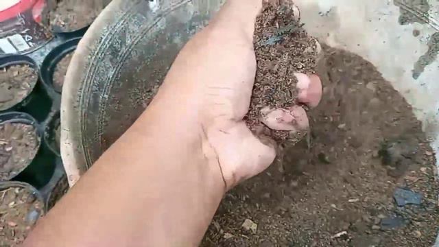 FAÇA RENDA EXTRA COM SUCULENTAS +dicas de cultivo e vendas online смотреть онлайн
