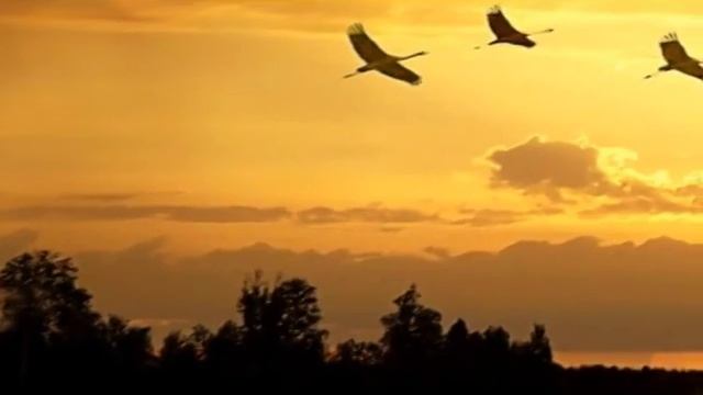 Никто не забыт,ничто не забыто/Стихотворение"Журавли" смотреть онлайн