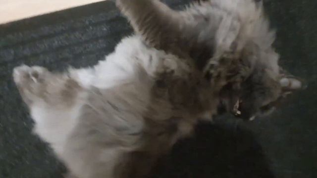 Кот - захватчик территории!! смотреть онлайн