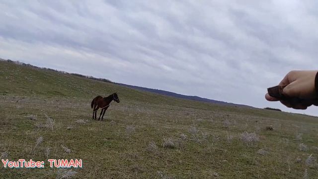 Арифа Кабыла Карачаевской породы. прогулка занятия на воле. Лошади Туман. смотреть онлайн