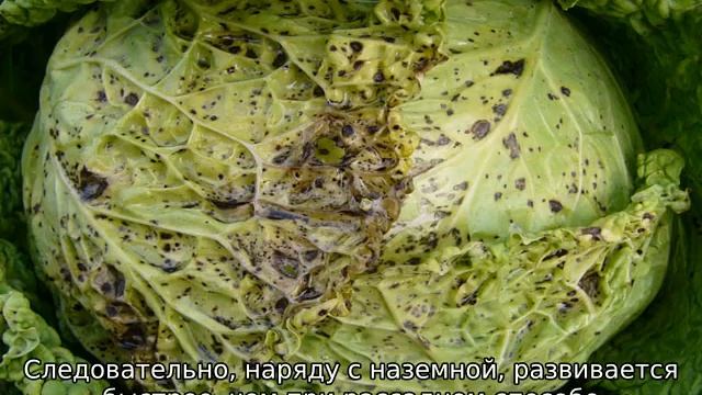 Посадка ранней капусты в открытый грунт смотреть онлайн
