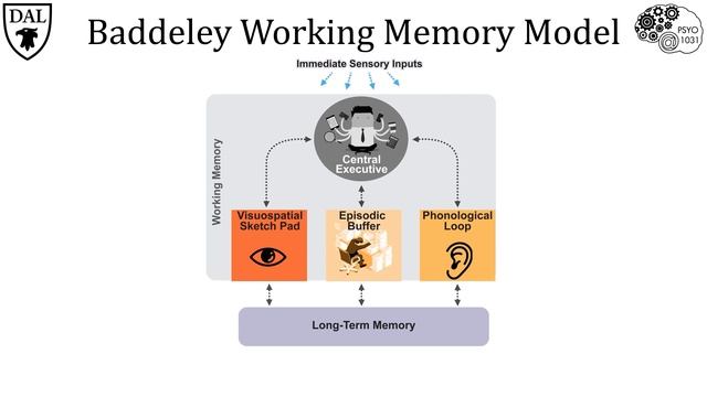 Tricky Topics: Baddeley & Hitch Working Memory Model смотреть онлайн