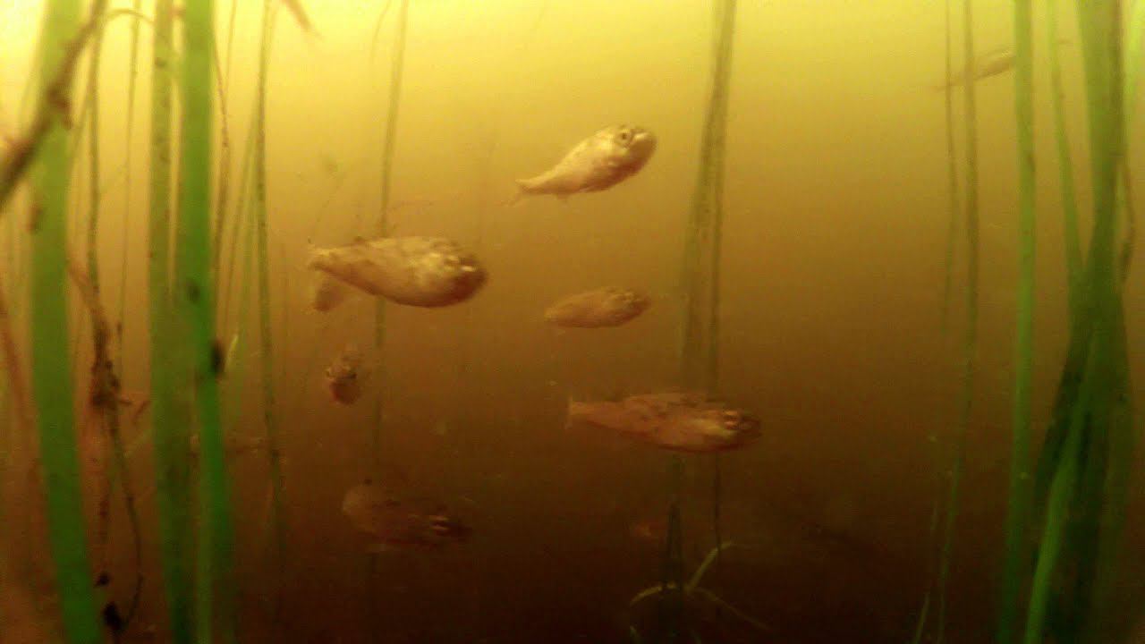 Отводной канал.23.07.2024 смотреть онлайн