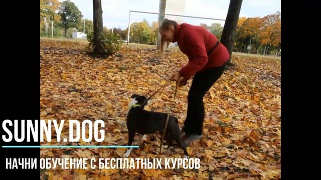 Можно ли кормить собак только мясом? смотреть онлайн