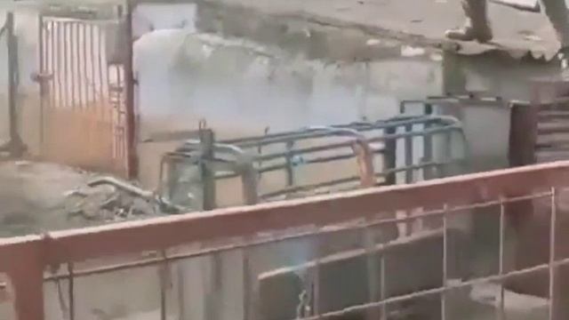 Дразнит кабана,а зря!!!🤣 смотреть онлайн