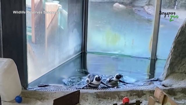 Flippin' Fun: Penguins In Singapore Zoo Waddle Around | AFP