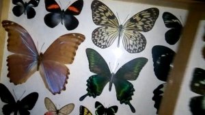 Какие бывают Бабочки!???. Моя коллекция.