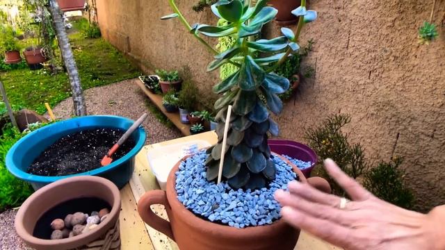6 SUCULENTAS de SOL com IDENTIFICAÇÃO + Replantes смотреть онлайн