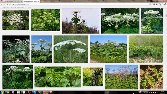 Борщевик ядовитый (hogweed poisonous) смотреть онлайн