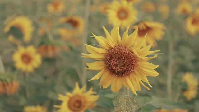 Sunflower Cinematic Video in HD (No Copyright) #Nature #Sunflower смотреть онлайн