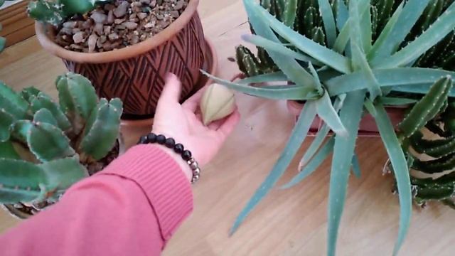 Суккуленты в песчаногравийной смеси, зло или нет? смотреть онлайн