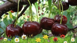 Вишня обыкновенная Чудо-вишня (Дюк) ? Обзор: посадка и уход. саженцы вишни: описание и особенности