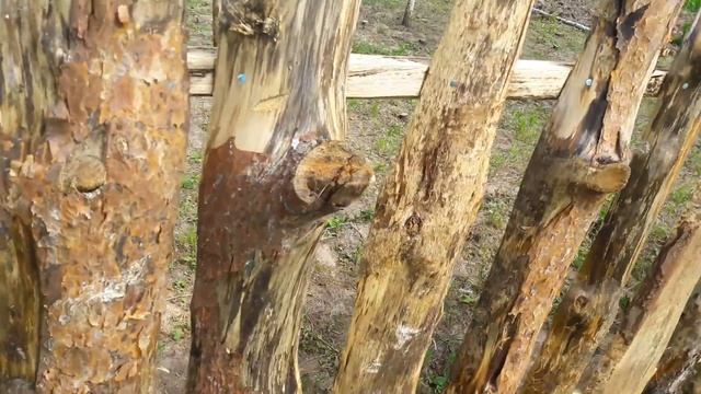 Забор из горбыля (обрези).