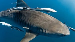 ТОП 10 САМЫЕ БОЛЬШИЕ АКУЛЫ В МИРЕ
