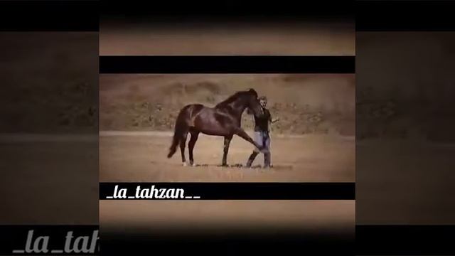 Садитесь на коней, поистине, они есть наследство вашего отца Исмаила
Лошадь – это прелестное создан смотреть онлайн