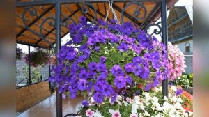 Обзор сортов петунии. Планы на следующий год.