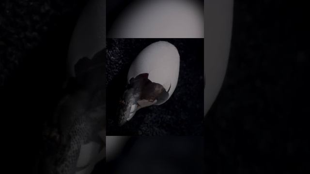 Размножение без самцов. Партеногенез у гекконов смотреть онлайн