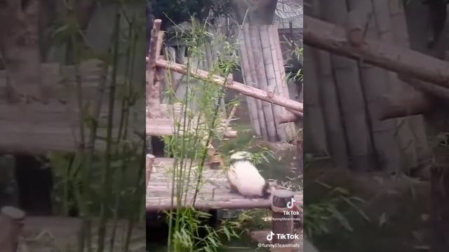 лучший прикол про панду смотреть онлайн