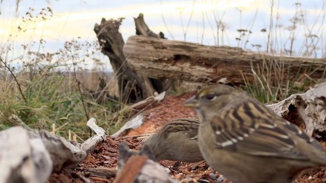 Cat TV ? Relax Your Cat ❤️ Hopping Birds and Squirrels ? 8 Hours(4K HDR) смотреть онлайн