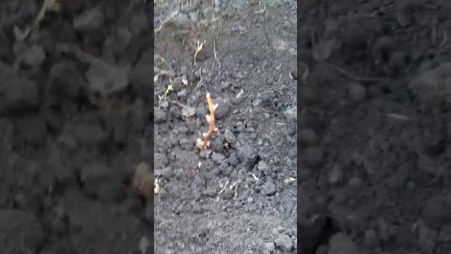 Посаженые саженцы винограда в Харьковской области полученых по почте смотреть онлайн