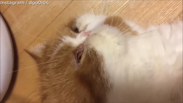 Что вы знаете о лени? Ни-че-го! смотреть онлайн