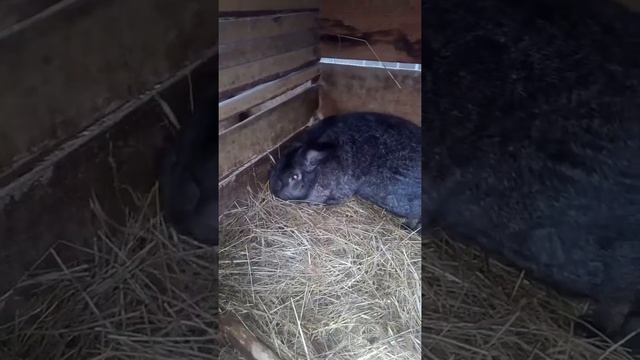 С новым годом!!!! Помогите определить породу кролика. смотреть онлайн