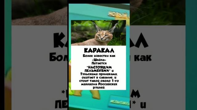 Кто такой Шлепа? (Каракул) #Shorts смотреть онлайн