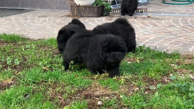 Highland’s Lily Chow Chow смотреть онлайн