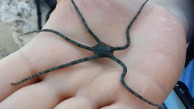 Морская звезда смотреть онлайн