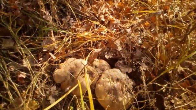 Печенеги , белые грибы в конце октября смотреть онлайн