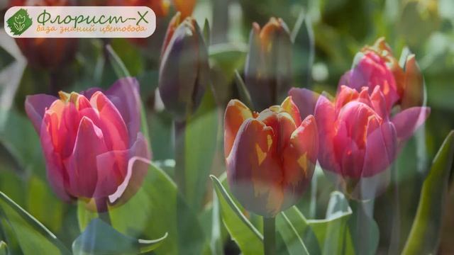 Выращивание тюльпанов в саду смотреть онлайн