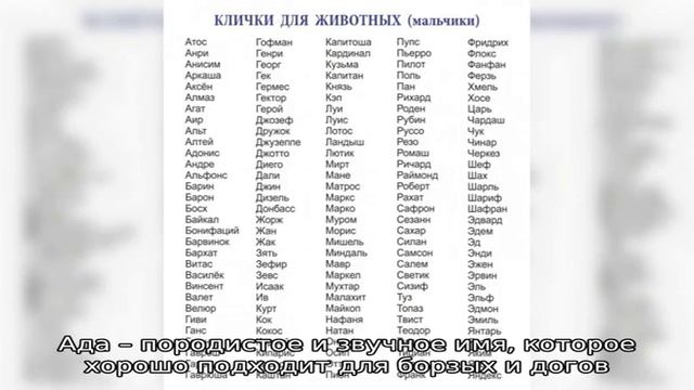 Клички для больших собак-девочек смотреть онлайн