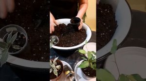 Пересадка комнатных цветов после покупки.