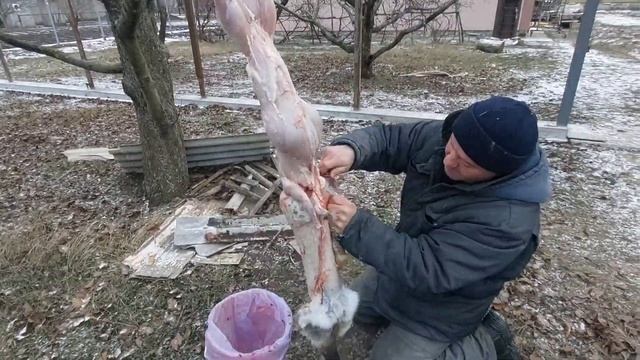 Крольчиха родила. Вот результат... Разделываем кролика после забоя. смотреть онлайн