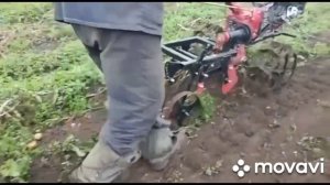 Мотоблок брайт (Brait-135gd pro) с навеской для копки картофеля (Картофелекопалка ККМ-3) в работе