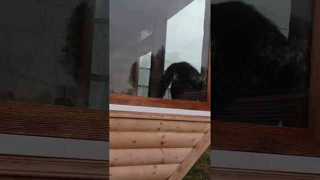 Обезьяна сошла сума смотреть онлайн