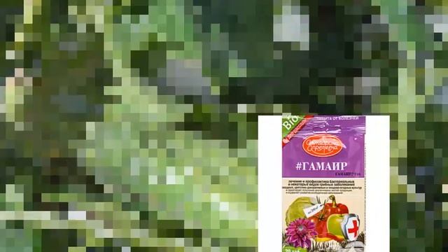 КАК БОРОТЬСЯ С БЕЛОЙ ГНИЛЬЮ БЕЛАЯ ГНИЛЬ ОГУРЦОВ смотреть онлайн
