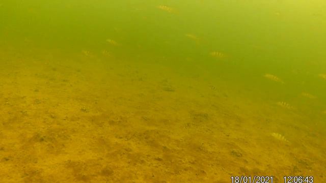 огромная стая окуня на Минском море. смотреть онлайн
