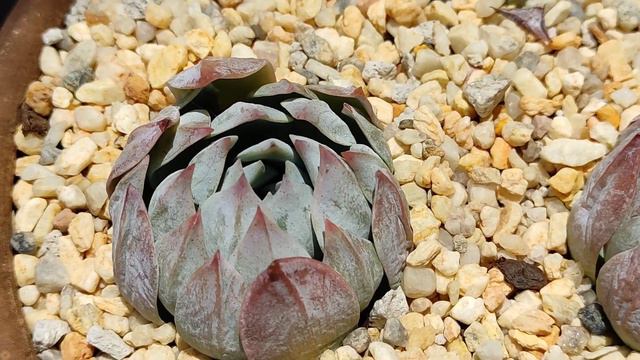 Greenovias 🌹| ¡Todo sobre las suculentas con forma de rosa! | @distritoecheveria смотреть онлайн
