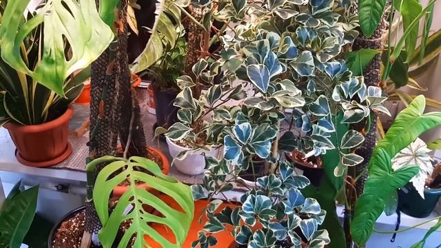 ФИКУС ТРИАНГУЛЯРИС ( треугольный ) / ГОД СПУСТЯ / МОИ ОШИБКИ В УХОДЕ / Ficus Тriangularis Sweethear