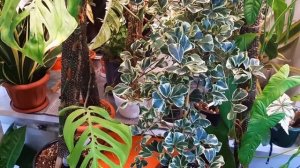 ФИКУС ТРИАНГУЛЯРИС ( треугольный ) / ГОД СПУСТЯ / МОИ ОШИБКИ В УХОДЕ / Ficus Тriangularis Sweethear