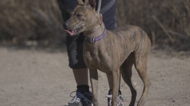 Discovering the Unique Qualities of 3 Amazing Ridgeback Dog Breeds! смотреть онлайн