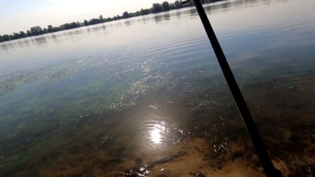 Пытаюсь поймать судака в сильную жару/Судак на живца с берега/Видеоотчет июнь 2021 смотреть онлайн