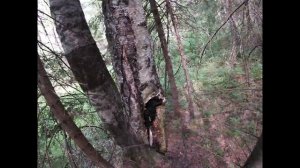 КАК ОБМАНЫВАЮТ ПРИ ПОКУПКЕ ЧАГИ БЕРЁЗОВОЙ.