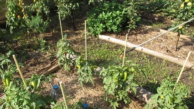 10 августа 2019 года. Опрыскивание всех дачных растений Грибным настоем (часть 3)...