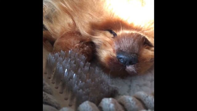 Теперь у Ленушки есть собачка🐶 #уфа #дочкаЛеночка смотреть онлайн