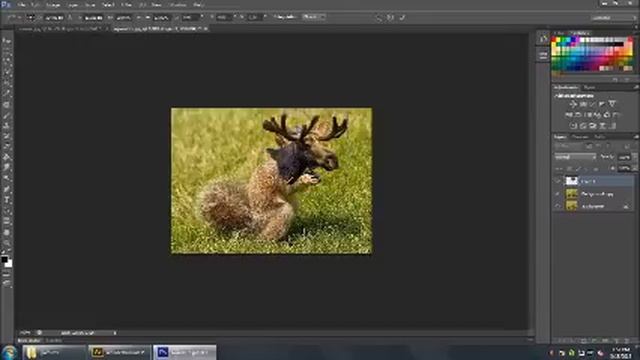 animal hybrid photoshop смотреть онлайн