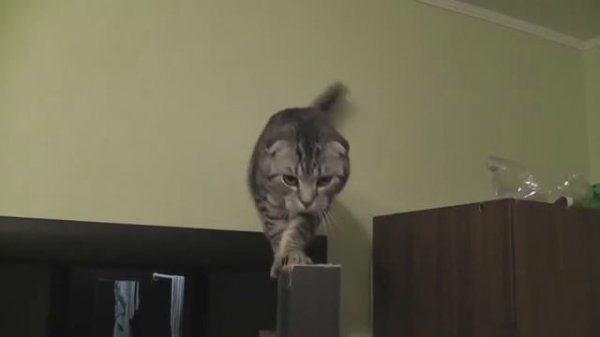 Кот упал со шкафа Spider Cat