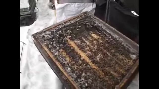 зимовка пчел на воле - какой вариант лучше - фильм второй